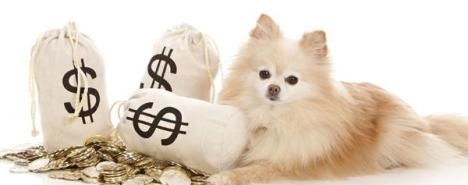 當(dāng)寵物用品遇上跨境電商 藍(lán)海市場(chǎng)的機(jī)遇與挑戰(zhàn)